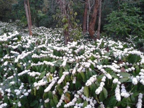New Organic Home Stay Mudigere ภายนอก รูปภาพ