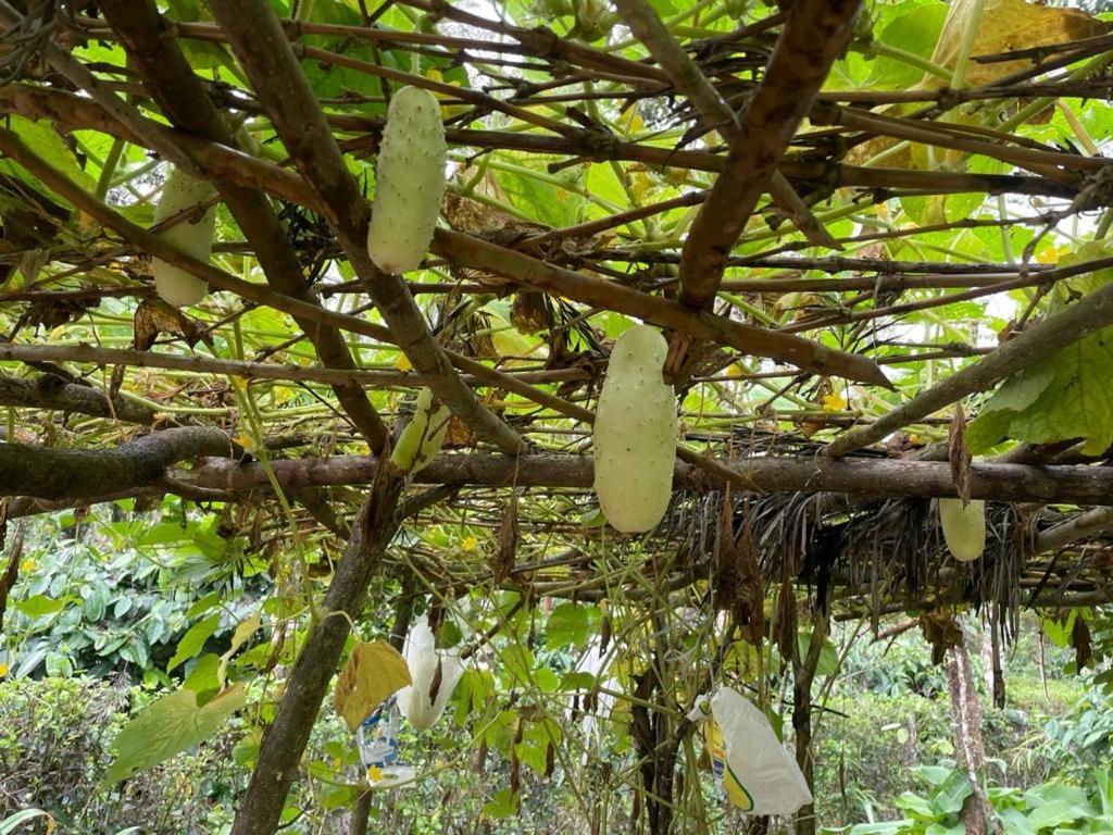 New Organic Home Stay Mudigere ภายนอก รูปภาพ